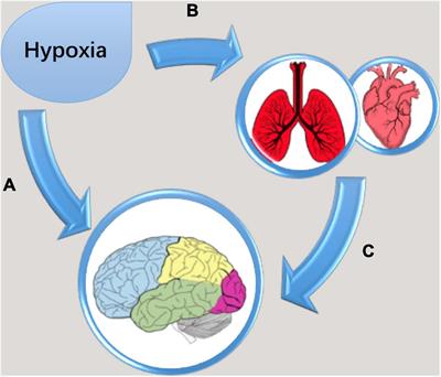 The human brain in a high altitude natural environment: A review